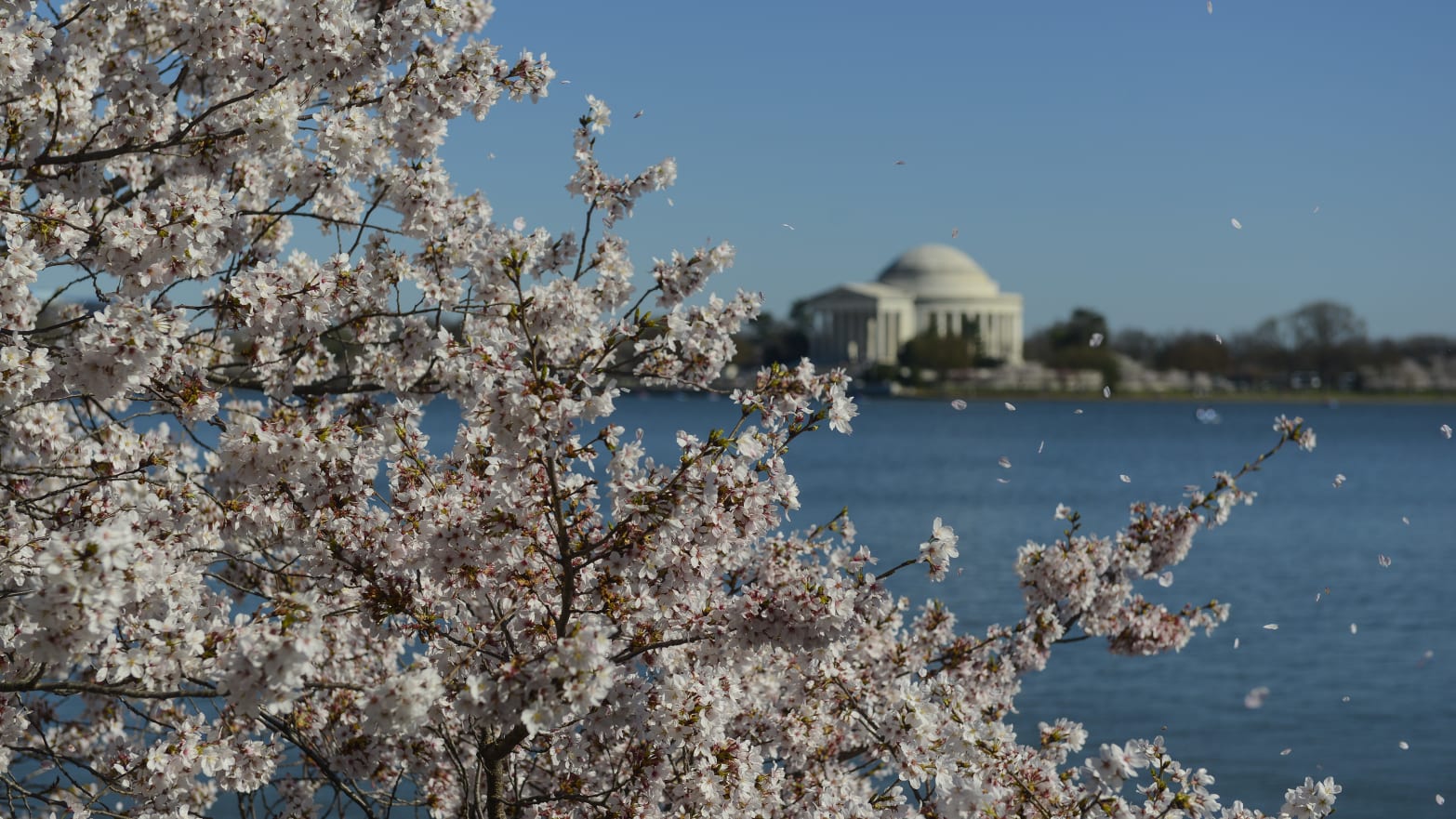 The Jefferson Memorial is seen through cherry blossoms in bloom on the tidal basin on March 29, 2017 in Washington, DC. 
