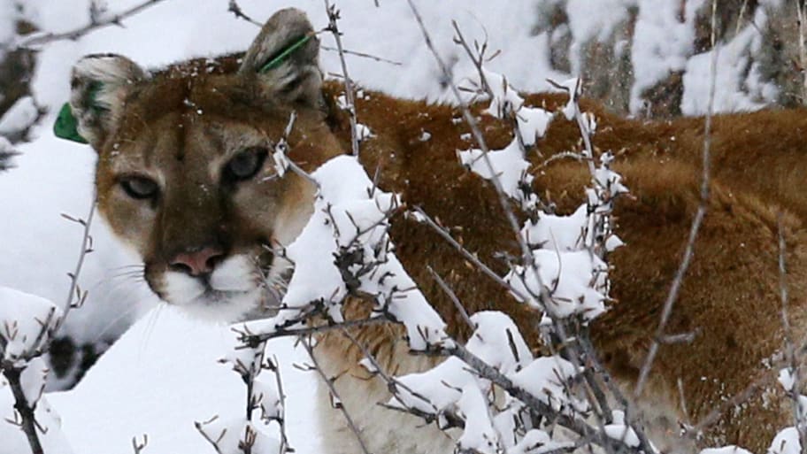 A mountain lion treks through snow