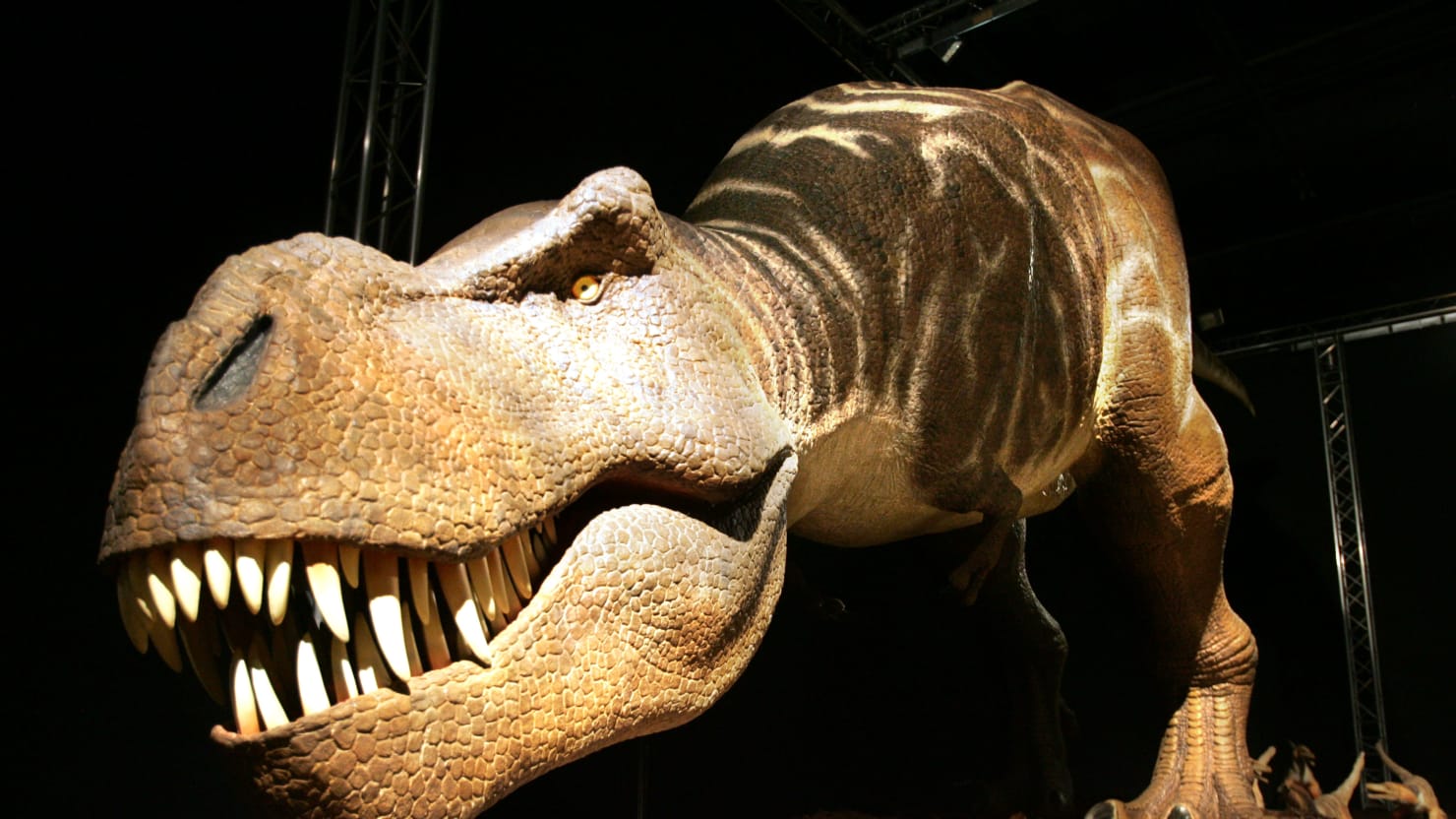 Зубы тираннозавра Рекса
