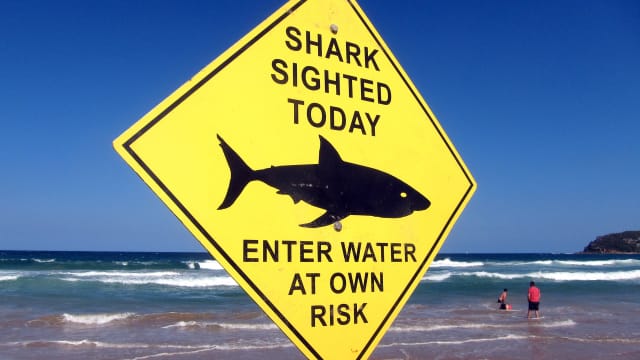 Swimmers walk into the surf next to a sign declaring a shark sighting on Sydney's Manly Beach, Australia,