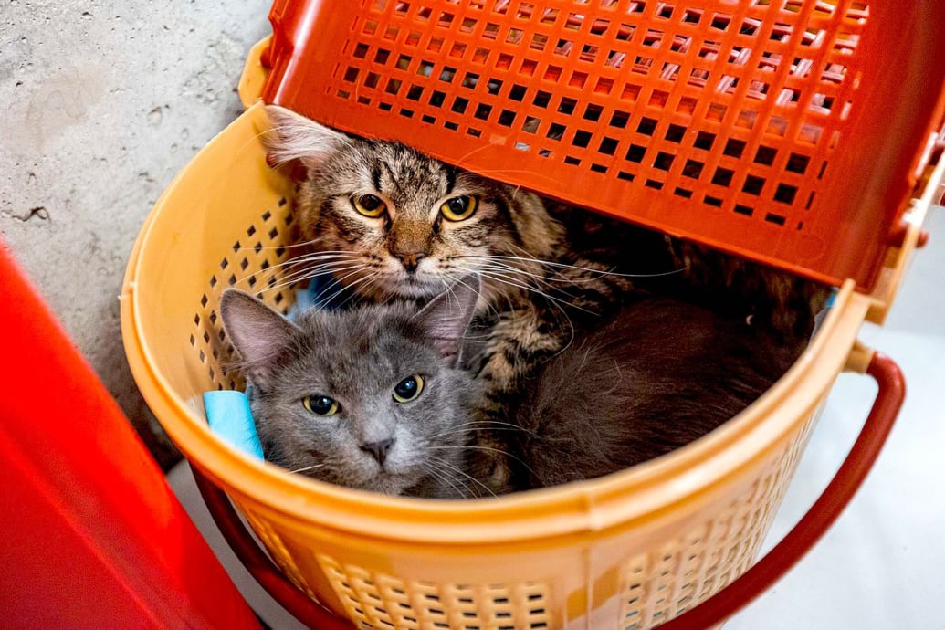 cats in a basket