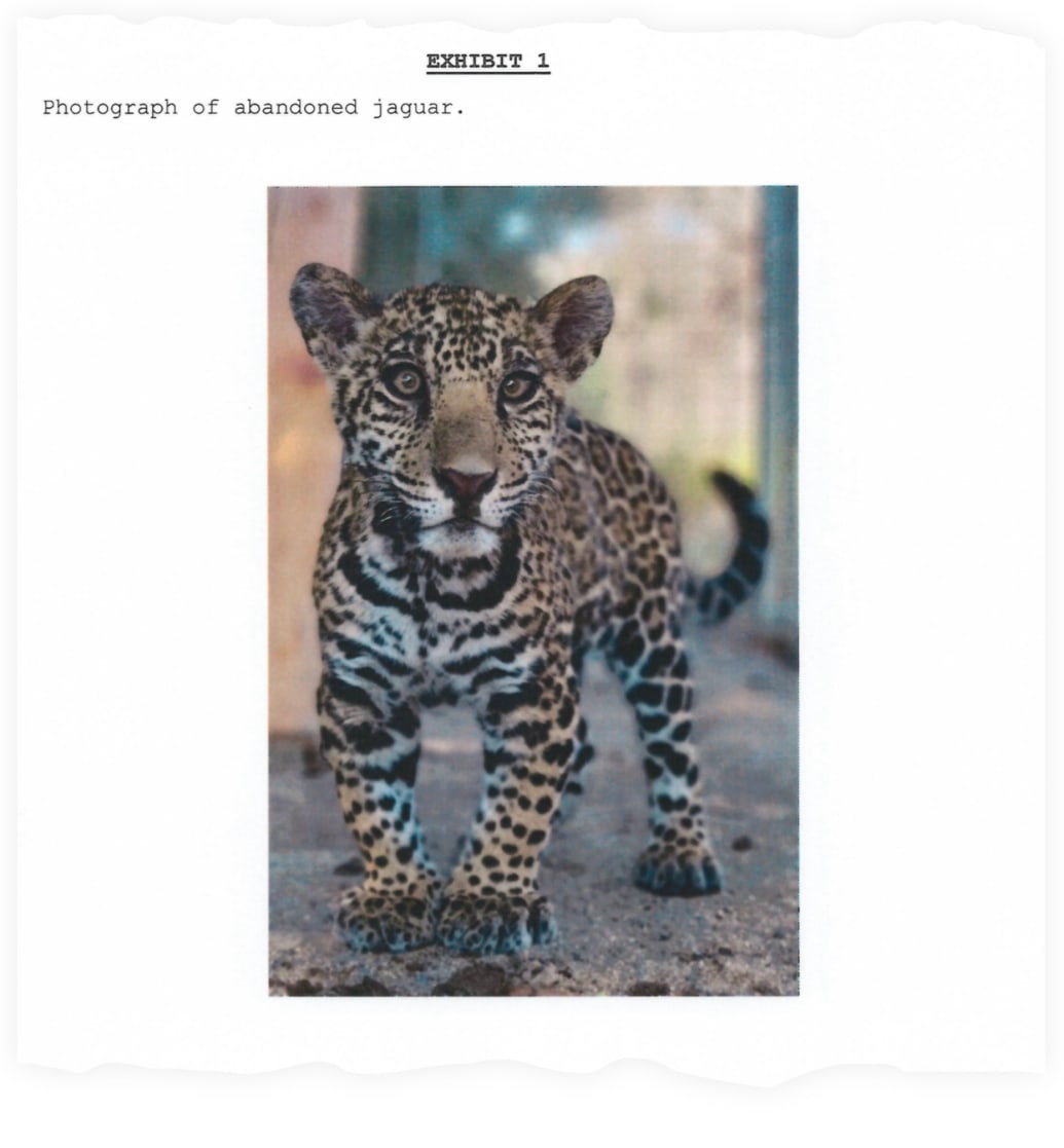 Trisha Denise Meyer, a Texas mom who was once arrested for a house full of tigers, is in trouble again for the sale of a jaguar deckler output 2022 09 22T154007