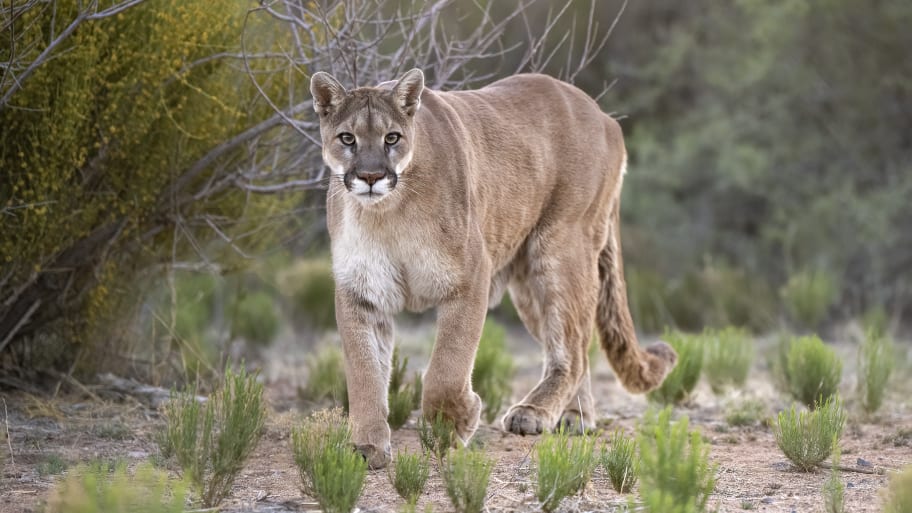 A cougar in Arizona