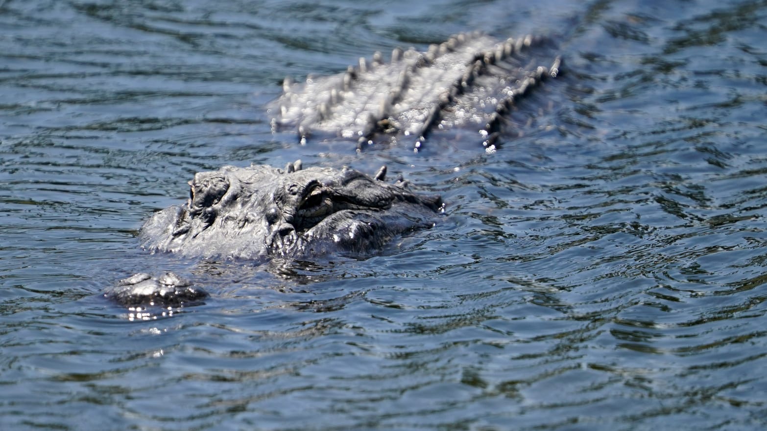 An alligator is seen in the water of a pond during a professional golf tournament in Florida.