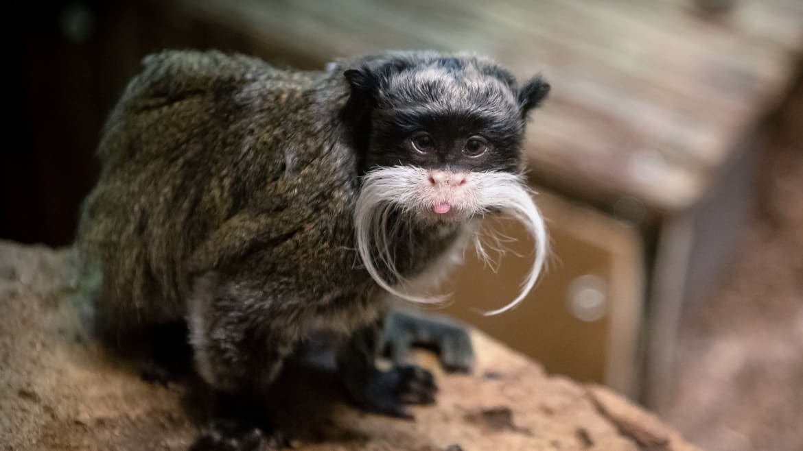 Monkeys Taken From Dallas Zoo Found in Abandoned Home