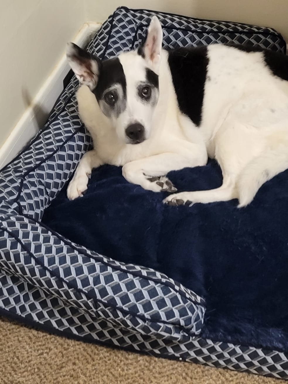 A small black and white dog lays in a dog bed