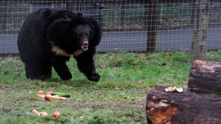 A black bear