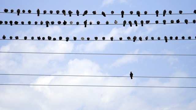 birds on a wire loneliness isolation mental health illness depression