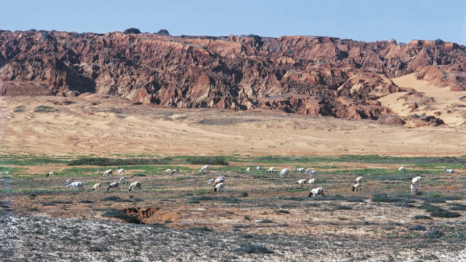 Herd of goats among the coastal dunes, near Merca, Somalia.
