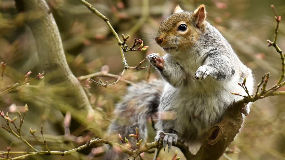 A grey squirrel forages for spring flower buds on a Japanese Maple tree at the National Botanic Gardens in Dublin, Ireland, March 23, 2021. 