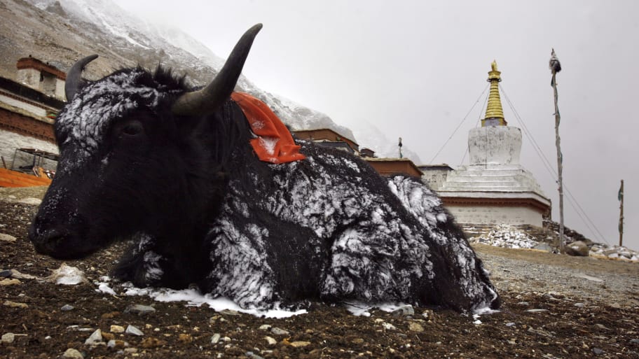 A yak at the foot of Mount Everest. A Welsh hiker was gored by a yak as she FaceTimed her family en route to a base camp on the mountain. 