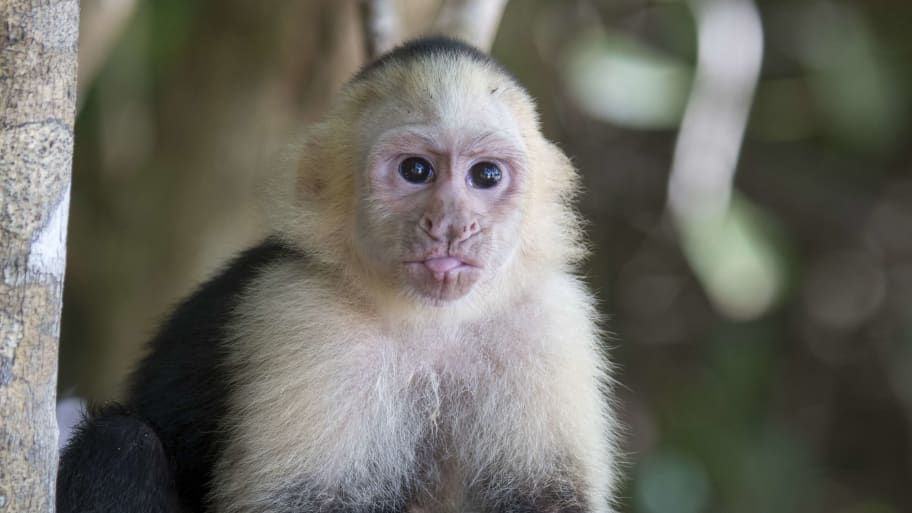 A white-faced capuchin monkey (Cebus capucinus) in the rainforest of the Manuel Antonio National Park located at the Pacific coast of Costa Rica.