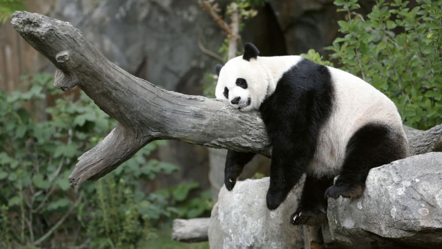 Giant panda Mei Xiang enjoys her afternoon nap at the National Zoo in Washington in 2007.