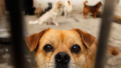 Animal Rights: Saving Chinese Dogs from the Cooking Pot