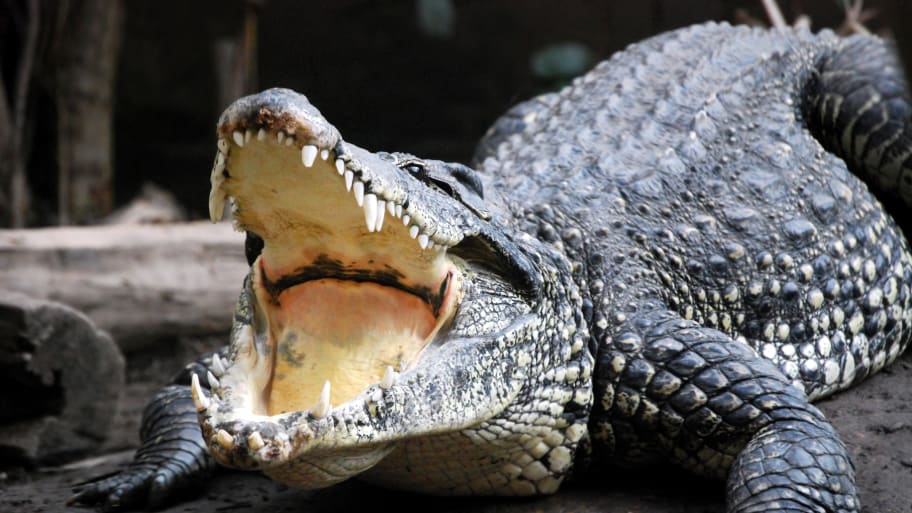 Cuban crocodile with its mouth open