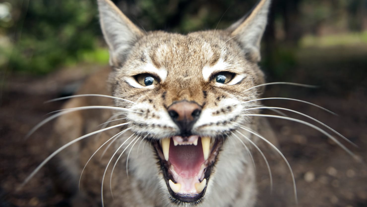 Billionaires seek to reintroduce the lynx in the Scottish highlands after 500 years