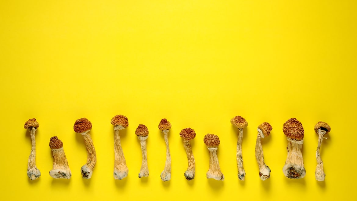 Magic Mushrooms Are Incredibly Good at Fighting Alcoholism, Study Says