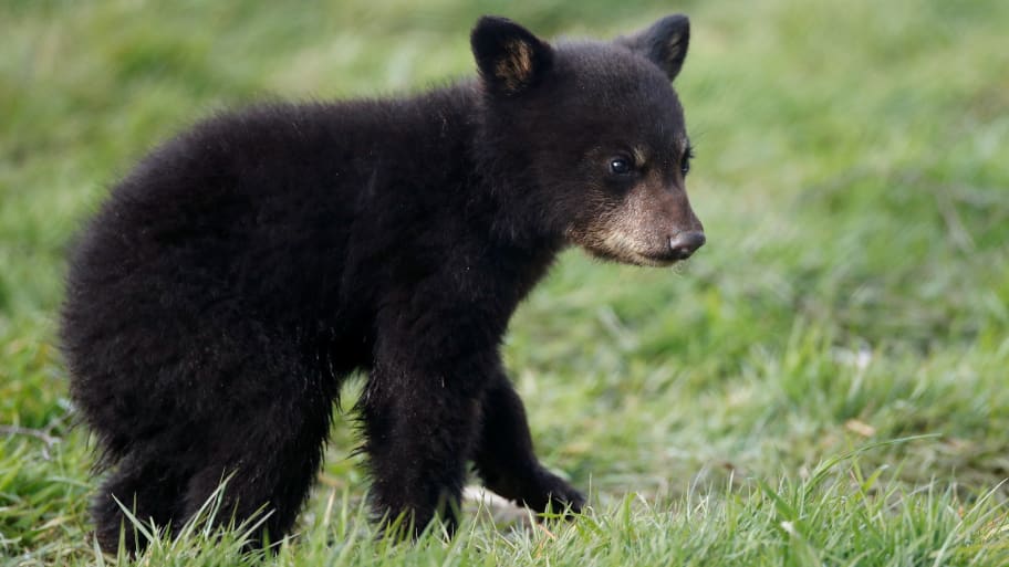 A picture of an American black bear cub. A bear cub attacked a 7-year-old in a backyard in Westchester County, New York, on Tuesday morning, according to a press release from the Town of North Castle Police Department.