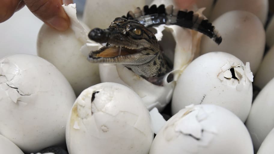 A worker helps a baby crocodile out of its shell at Sriracha Tiger Zoo, east of Bangkok, May 13, 2008.