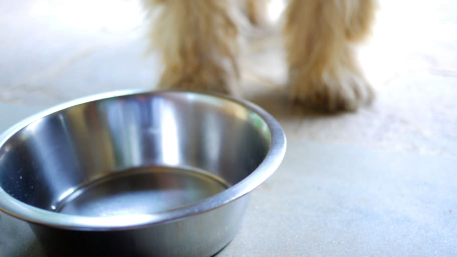Close-up of bowl with shaggy dog