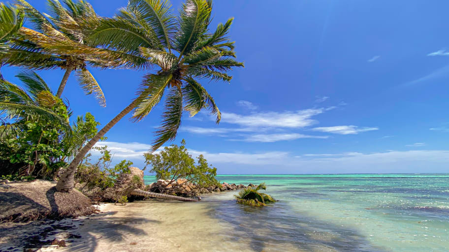 Palm trees falling into the the water of the Pacific ocean in Punta Cana Dominican Republic.