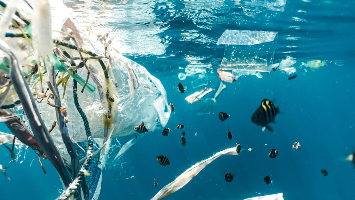 How Trashy Creatures Thrive in the Great Pacific Garbage Patch