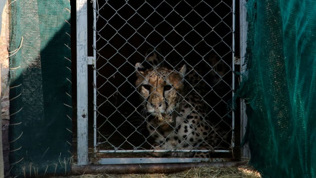 A photograph of a cheetah inside a transport cage at the Cheetah Conservation Fund (CCF) before being relocated to India, in Otjiwarongo, Namibia.