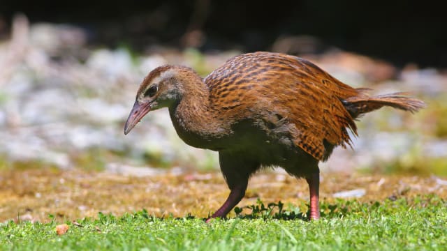 An adult Weka bird.