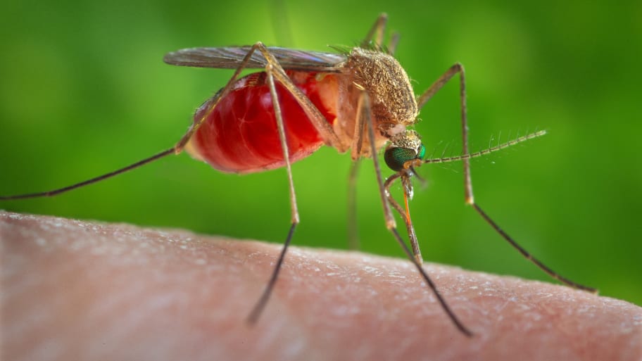 A Culex quinquefasciatus mosquito is seen on the skin of a human host in 2014.