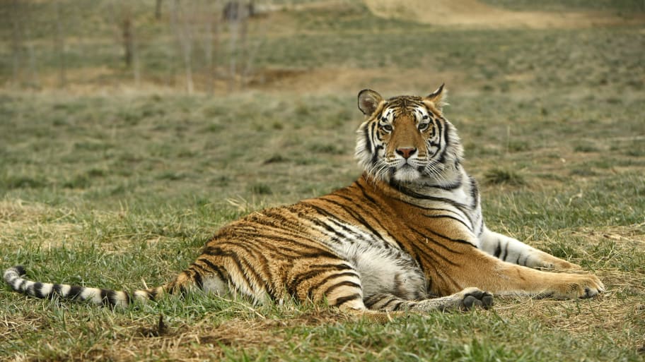 A tiger rescued from Joe Exotic's Wild Animal Sanctuary, on April 1, 2020.