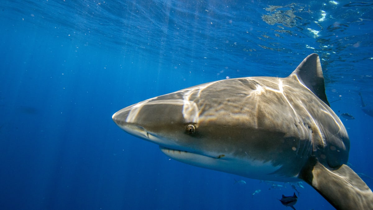 Watch Live Shark Eats Russian Tourist In Front Of His Father At Egyptian Beach Viral Video 3164