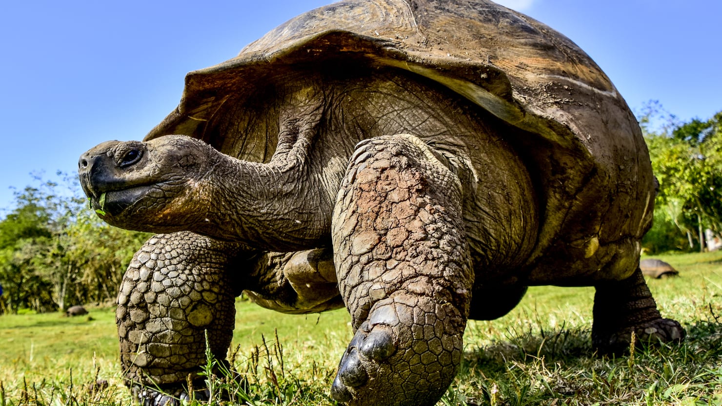Giant tortoise of the galapagos islands jyktm1