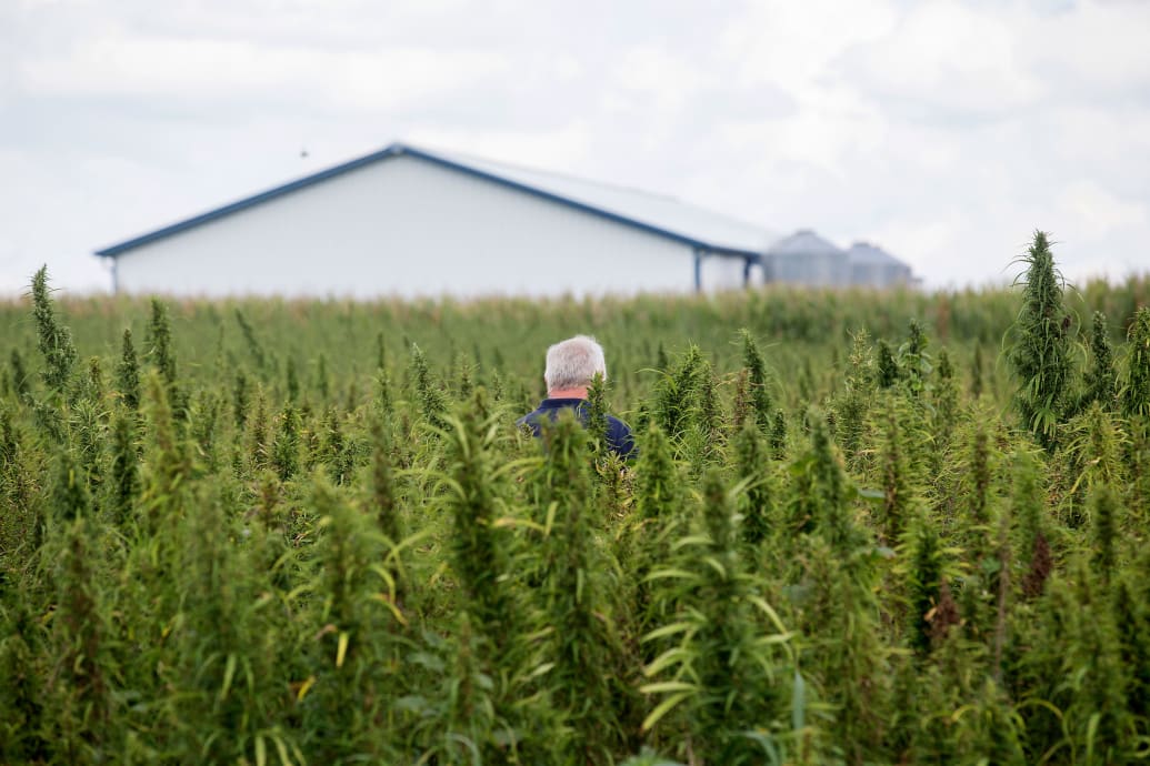 Tony Brannon walks through a field of hemp