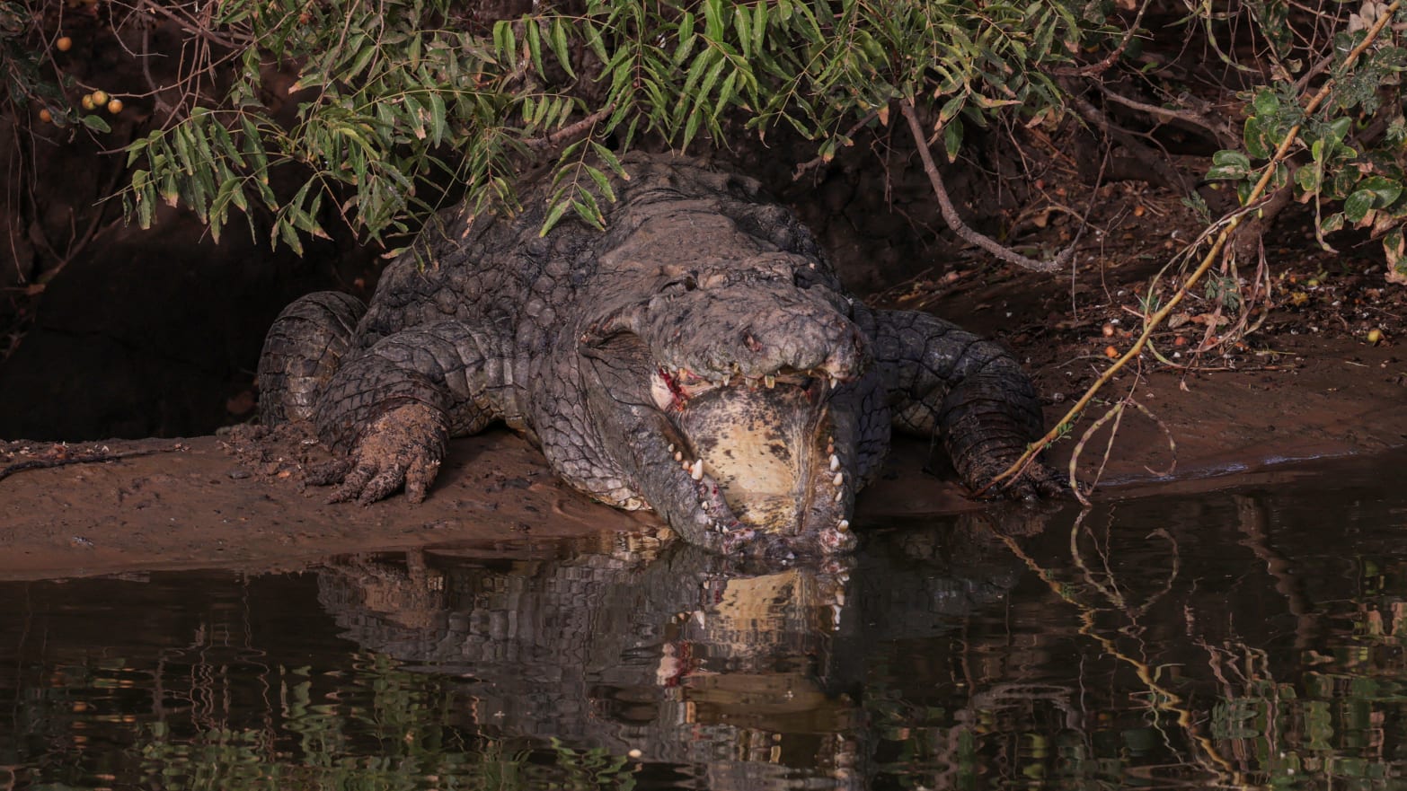 A crocodile lies with its mouth open on the edge of the water