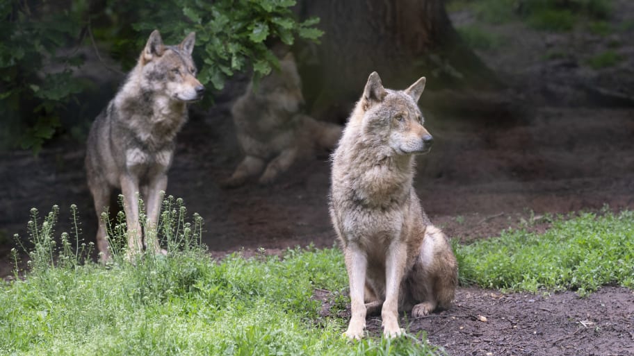European wolves (canis lupus) are seen in their enclosure