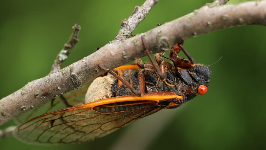 Showing a plug of yellow spores where its abdomen used to be, a Magicicada periodical cicada is infected with the fungal parasite Massospora cicadina May 25, 2021 in Takoma Park, Maryland