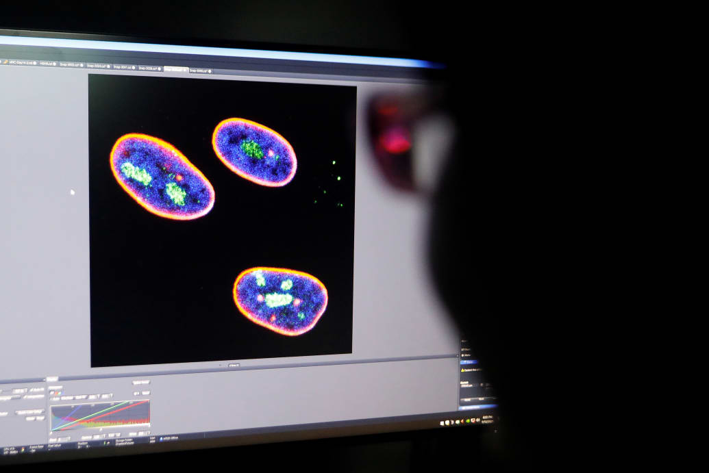 A photo of a researcher observing the confocal image on a screen showing the nucleus of human stem cells