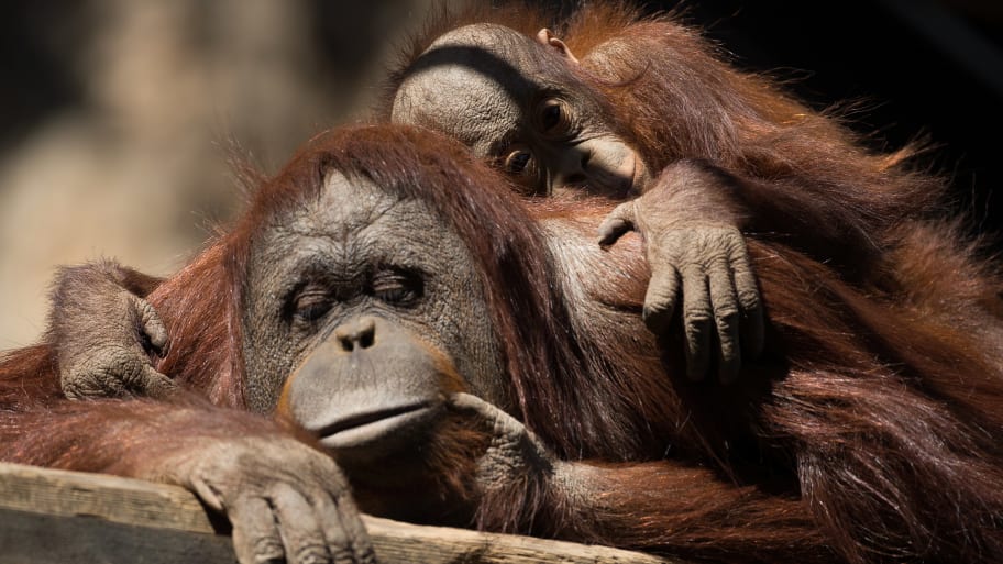 A male orangutan baby Neo (R) is seen resting with a female orangutan named Muka (L) in their enclosure at the Bioparc in Fuengirola.