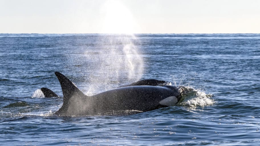Orcas swim off the coast of Crystal Cove State Park in Newport Beach on Tuesday, January 9, 2024.