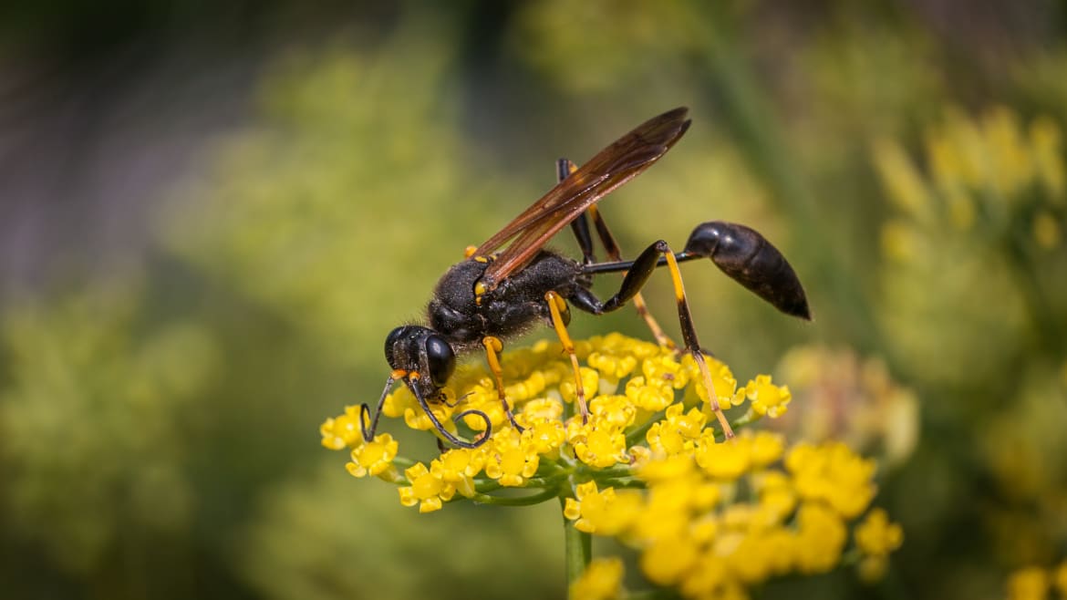 This Wasp Fights Predators Using Its Genitals Like a Spear