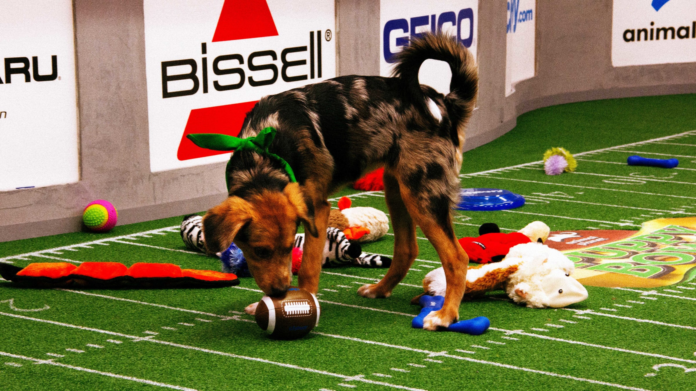 Secrets of the Puppy Bowl Inside the Most Adorable Sporting Event of