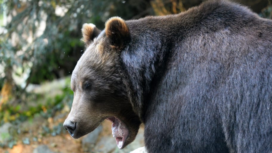 A grizzly bear was killed after it attacked a man picking berries.