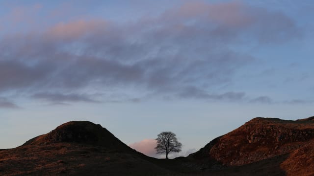 The iconic tree at Sycamore Gap in February 2021.