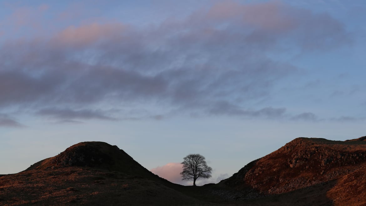 Iconic Sycamore Gap Tree at Hadrian’s Wall ‘Deliberately Felled’ by Vandals