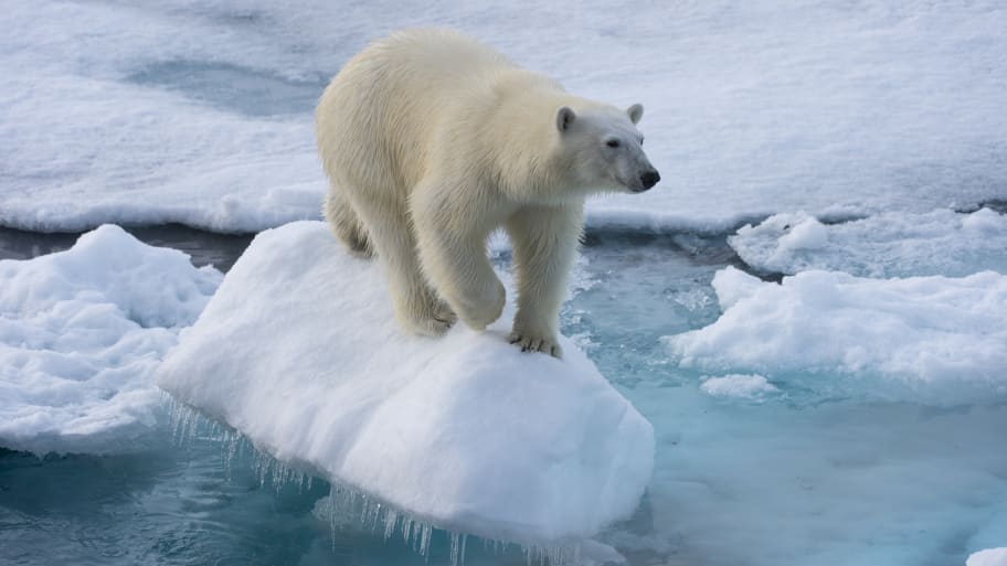 A polar bear on some ice in Norway. 