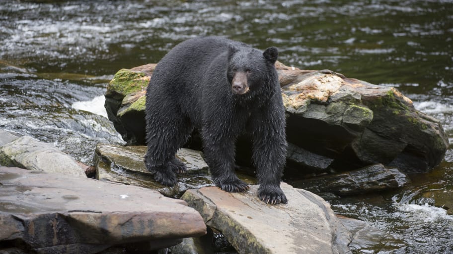 A photo of a black bear in Alaska.