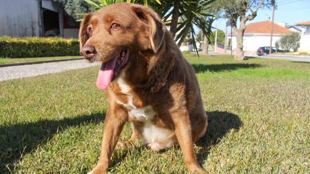 Bobi is no longer considered the world’s oldest dog, Guinness World Records said.