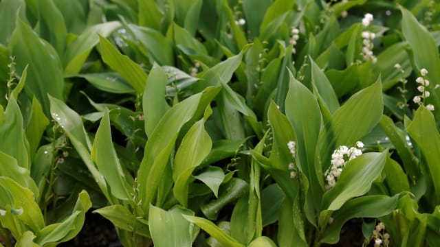 Sprigs of Lily of the Valley.