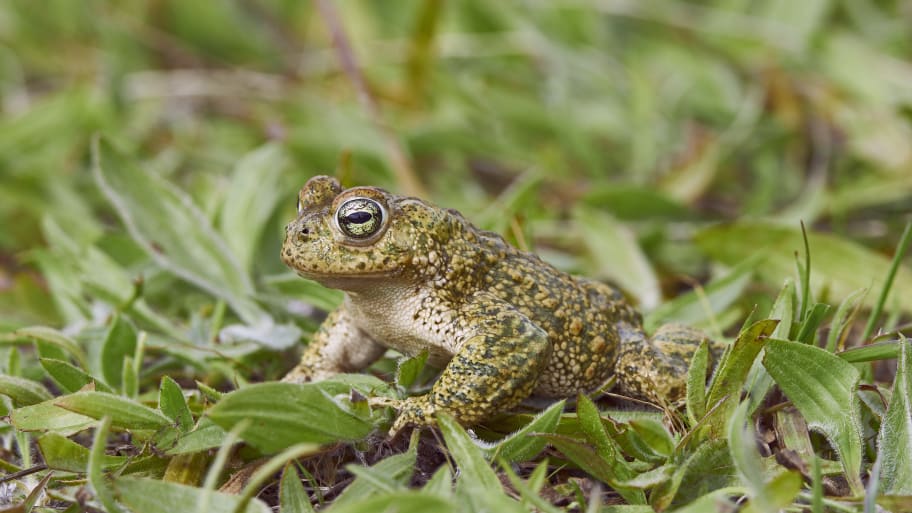 The endangered natterjack toad sits in grass.