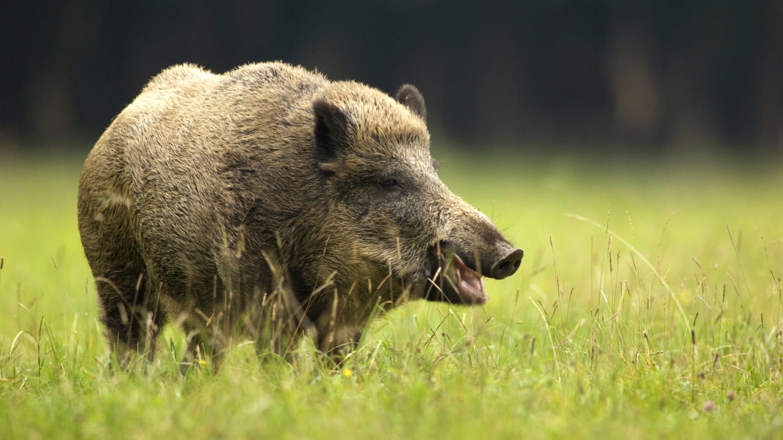 A shaggy wild boar stands stoically in a field of green grass